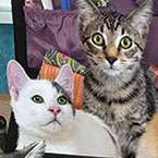 Crafty Kittens