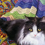 Comfy Cat