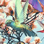 Hummingbird