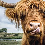 Highland Cattle